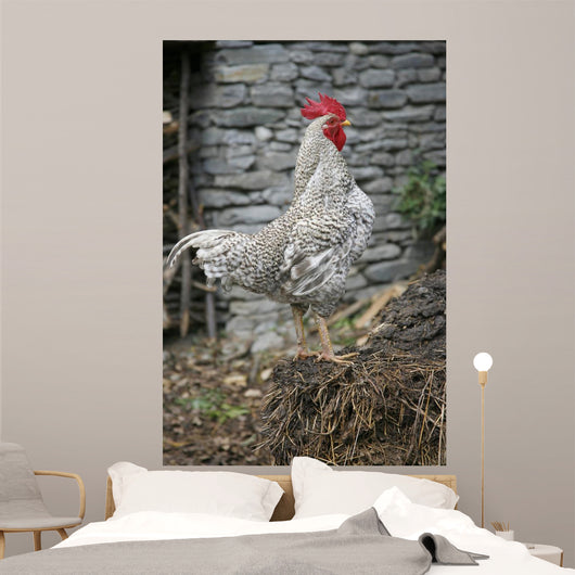 Cock Wall Mural