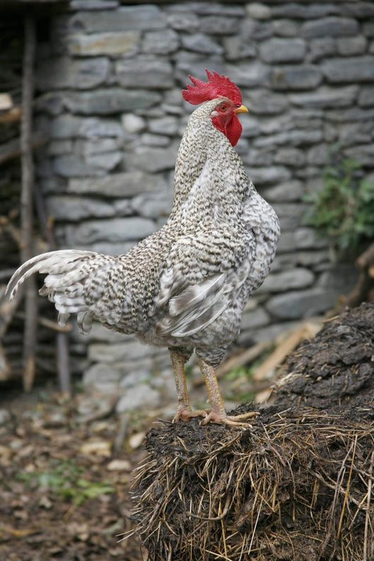 Cock Wall Mural