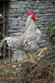 Cock Wall Mural