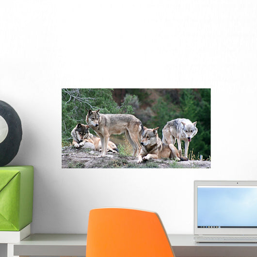 Timber Wolves Wall Mural