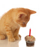 kitten celebrating birthday - kitten looking at cupcake Wall Decal