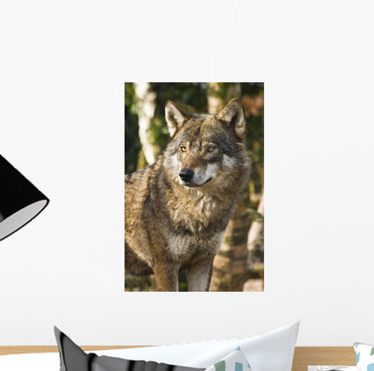 Grey wolf between birch trees in winter sun Wall Mural
