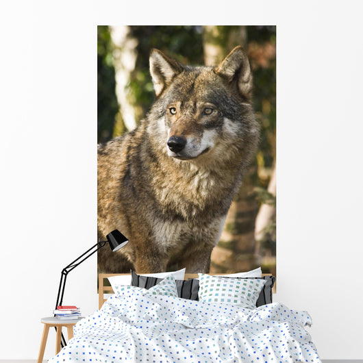 Grey wolf between birch trees in winter sun Wall Mural