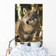 Grey wolf between birch trees in winter sun Wall Mural