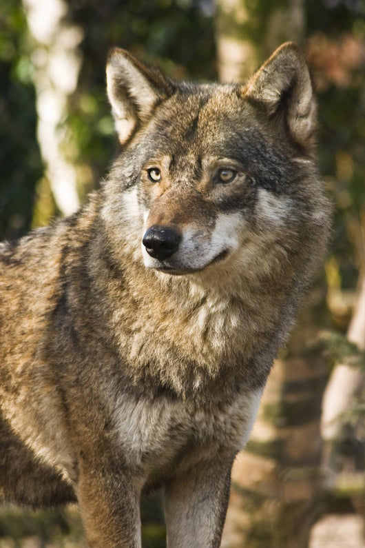 Grey wolf between birch trees in winter sun Wall Mural