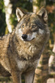 Grey wolf between birch trees in winter sun Wall Mural