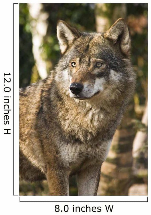 Grey wolf between birch trees in winter sun Wall Mural