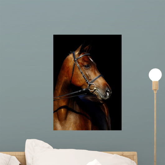 Thoroughbred Stallion Wall Mural