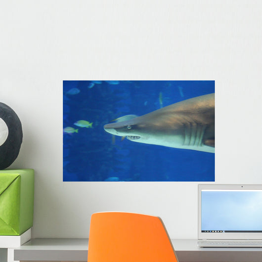 Shark Smile Wall Mural