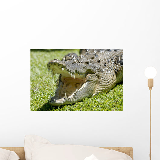 Krokodil Wall Mural