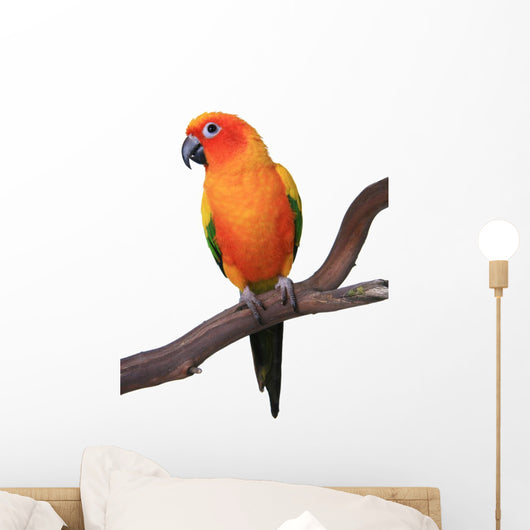 Sun Conure Parrot Sitting on Wooden Perch Wall Decal