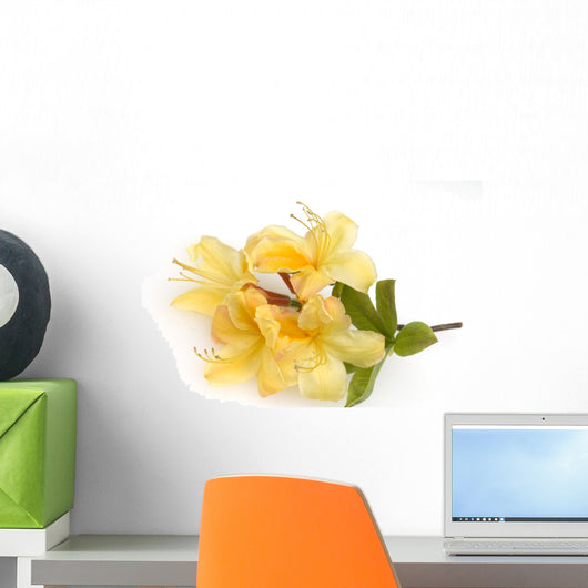 Azalea blossoms, Knaphill Wall Decal