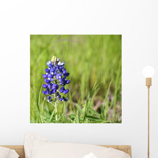 Texas Bluebonnet Wall Mural