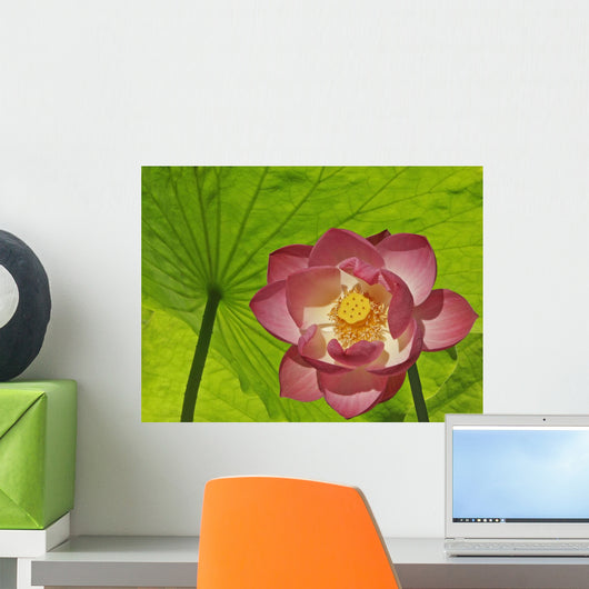 Pink Lotus Under Lotus Leaf Canopy Wall Mural