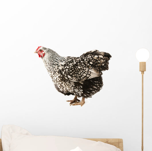 Wyandotte hen Wall Decal
