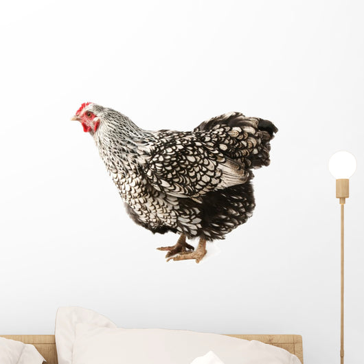 Wyandotte hen Wall Decal