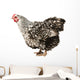 Wyandotte hen Wall Decal