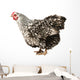 Wyandotte hen Wall Decal