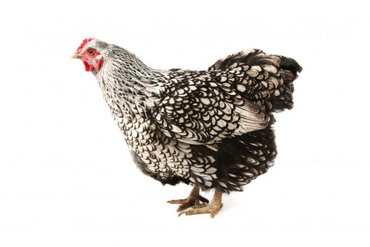 Wyandotte hen Wall Decal