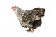 Wyandotte hen Wall Decal