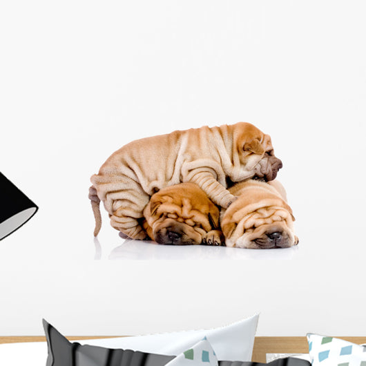 three Shar Pei baby dogs Wall Decal