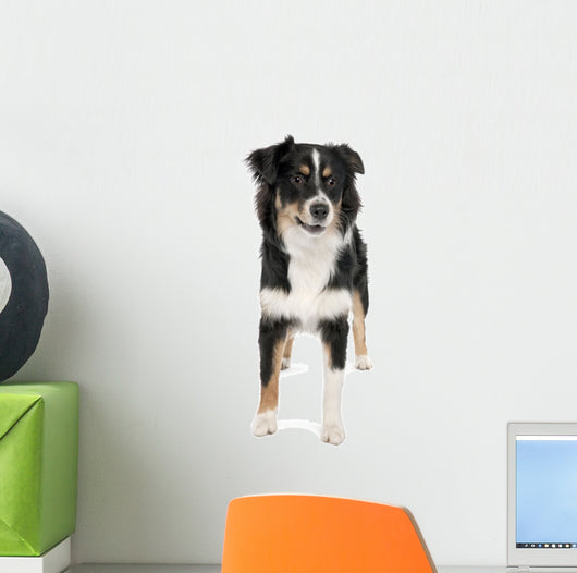 Puppy Australian Shepherd 7 Months Wall Decal
