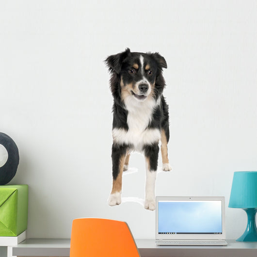 Puppy Australian Shepherd 7 Months Wall Decal