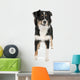 Puppy Australian Shepherd 7 Months Wall Decal