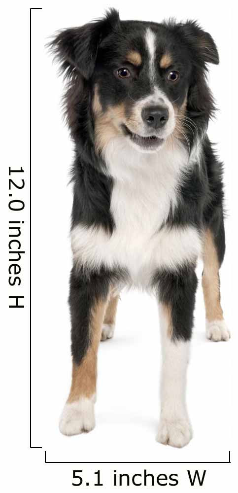 Puppy Australian Shepherd 7 Months Wall Decal