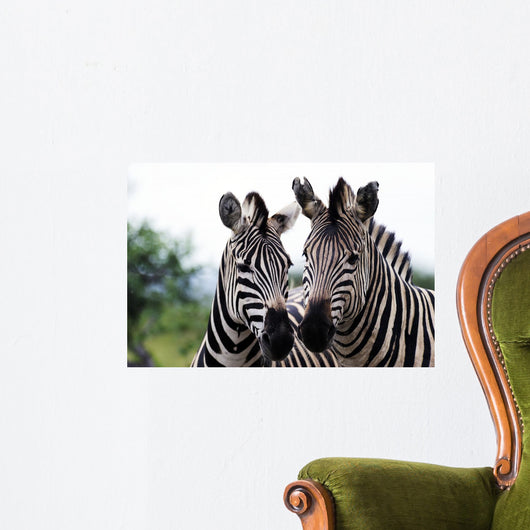 Zebra 015 Wall Mural