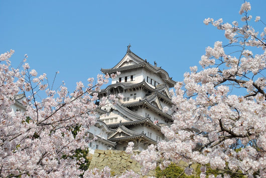 Cherry blossoms at Himeji castle Wall Mural