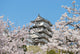 Cherry blossoms at Himeji castle Wall Mural