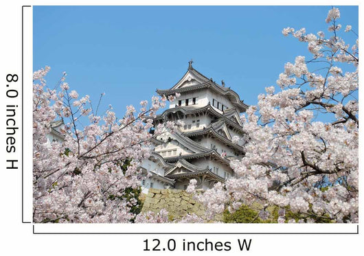 Cherry blossoms at Himeji castle Wall Mural