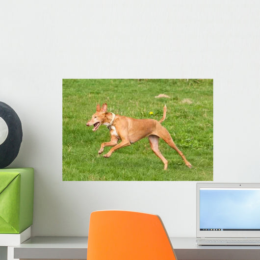 Greyhounds Wall Decal