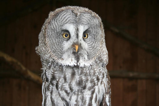 OWL Wall Mural