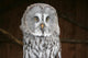 OWL Wall Mural