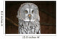 OWL Wall Mural