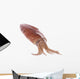 Fresh Squid Isolated Wall Decal