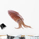 Fresh Squid Isolated Wall Decal