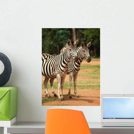 Wall Mural of 2 Zebras Wall Mural
