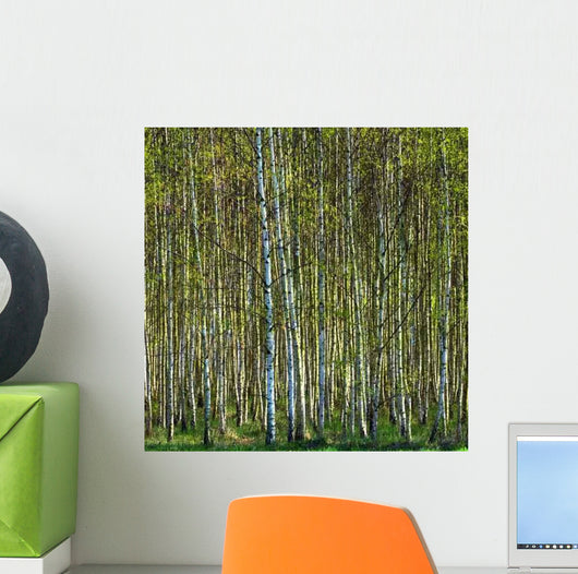 Birch Forest 2 Wall Decal