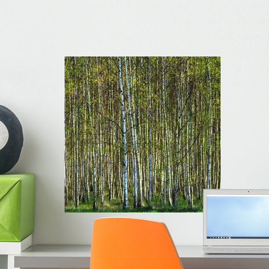 Birch Forest 2 Wall Decal