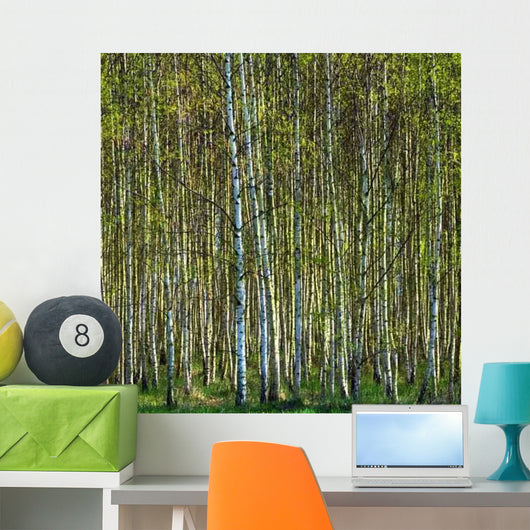 Birch Forest 2 Wall Decal