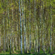 Birch Forest 2 Wall Decal