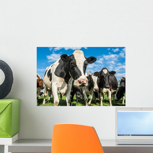 Nosey Dairy Cows Wall Decal