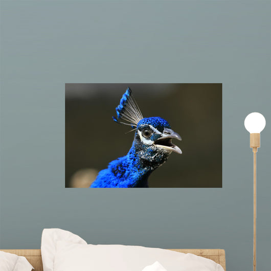 Portrait Blue Peacock Wall Decal