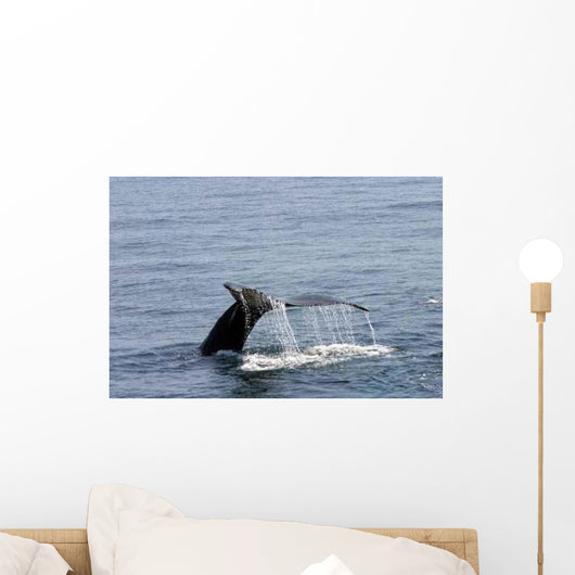 Whale Tail Wall Decal