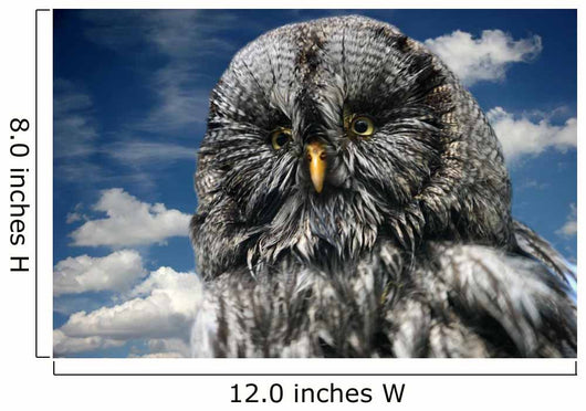 Bartkauz Wall Decal