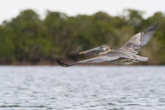 Brown Pelican Flying Sunset Wall Mural