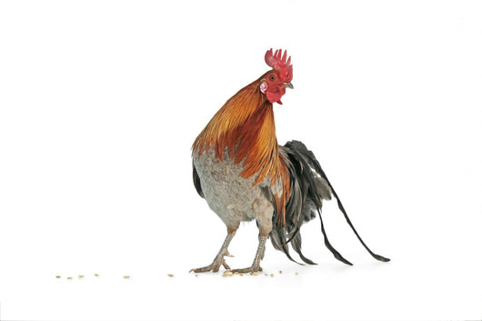 Fancy Rooster Wall Decal